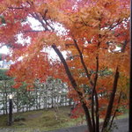 イロドリ - 庭の紅葉