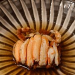 コンペイトウ - 