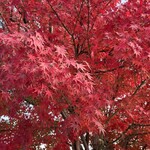 峯嵐堂 - 嵐山の紅葉