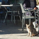 Caffe Belvedere - じっ〜と見てくれてました！