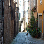 Caffe Belvedere - 左右の路地にネコがいて・・