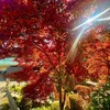 澤乃井園　清流ガーデン - 