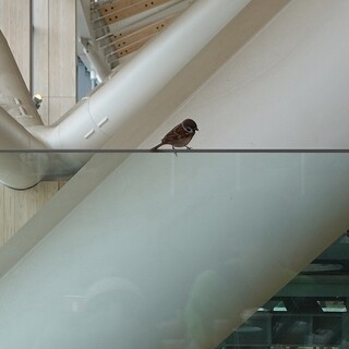 スターバックスコーヒー_1