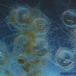 ニュー高根 - 今朝の5時5分に産まれたての卵たち