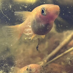 ニュー高根 - 卵の両親は確定して居る^_^