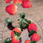 ロピア - 苺ちゃんだって・・遊びたいのね～～♬♬