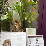 Curry Spice Gelateria KALPASI - 