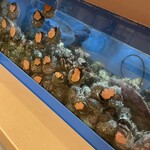 亀寿司食堂 - はりつく活サザエの大群♡