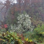 矢的庵 - トイレの窓から