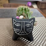 森森舎 - KIBE KITCHENの横の植木屋さんで買った植木鉢