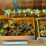 森森舎 - 店主さんが育てたサボテンをお持ち帰りOKなのです