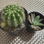 森森舎 - ツレ君と私で、この子たちと帰ってきました