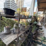 森森舎 - 外にはサボテン類がいっぱい　陽当たり良好