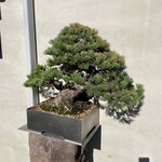 Bonito Noodle RAIK	 - 