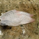 神田錦町 鮨たか晴 - 鯛（明石）