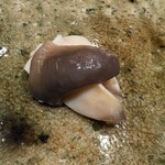 神田錦町 鮨たか晴 - 北寄貝（北海道）