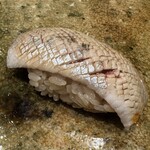 神田錦町 鮨たか晴 - 鰯（北海道）