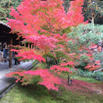 日本料理 とくを - 東福寺の紅葉 2014.11