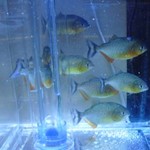 店内に水槽