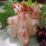 八寸 - 天然車海老の刺身アップ