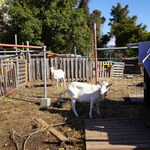 小料理屋 けいこ - ヤギさん 2025年11月