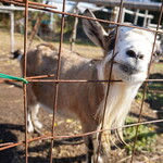 小料理屋 けいこ - ヤギさん 2025年11月