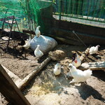 小料理屋 けいこ - 平飼い 2025年11月