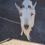 小料理屋 けいこ - ヤギさん 2025年11月