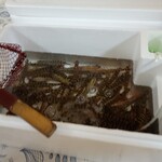 民宿しらい - 活車海老