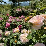 メリー畑体験バーベキュー ローザンベリー多和田 - 