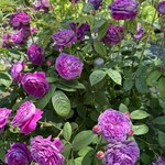 メリー畑体験バーベキュー ローザンベリー多和田 - 