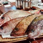 夜ノ森 川崎 - こちらがお店の名物！一本魚！さあ選べ！