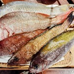 夜ノ森 - 今回のタマガシラさんは一番奥のコ。つい一番デカいの選んじゃう釣り人根性（笑）