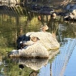 茶寮 汐入 - 鴨さん！