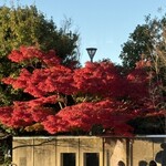 茶寮 汐入 - 真っ赤な紅葉