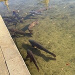 茶寮 汐入 - 鯉もいたよ！