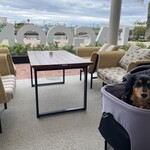 LAGOON TOOTH TOOTH - 