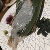居酒屋 まる家 西中洲