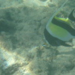 Hanauma Bay Nature Preserve - 