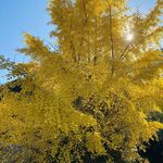 うなぎの美鶴 - お店の横の銀杏の木