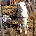 小料理屋 けいこ - 