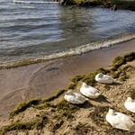 シャーレ水ヶ浜 - 湖畔のアヒル