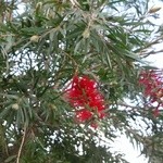 グリーティング - 寒い中、赤い花が咲いてる木もありました。