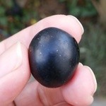 グリーティング - 大きなオリーブの実ですね。