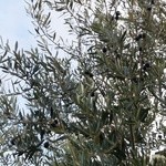 グリーティング - オリーブの実が生ってます