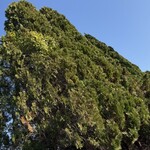 そば処 砂武縞 - 