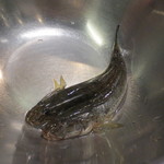 天雅 - 活きている三河のハゼです。