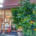 蔵由 - 2025年11月30日(日)  お店で育ててる柚子(とても大きな柚子)