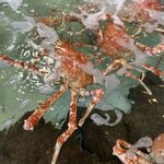 さかなや 魚清 - いけす
