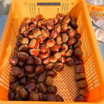 焼き栗のいそやま - 大きな粒で上品な甘みの栗 （これから一つ一つ栗のおしりに切り込みを入れるそうです）